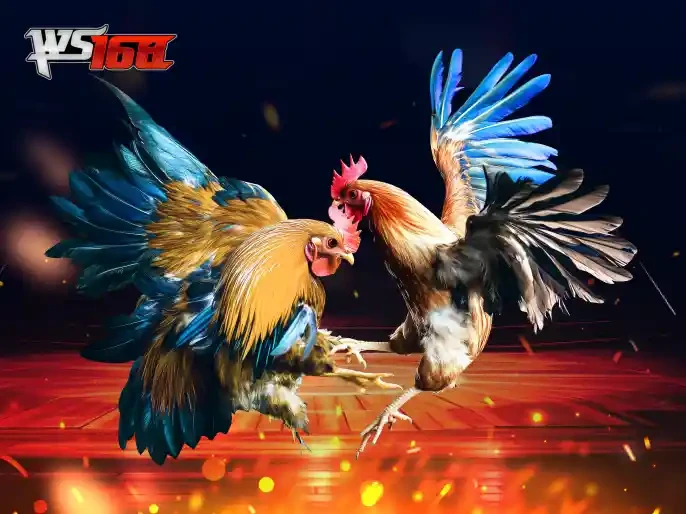 BOM88 Đá Gà Livestream