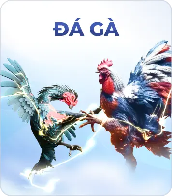 Đá Gà BOM88